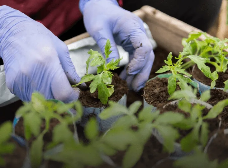 Healthy plants